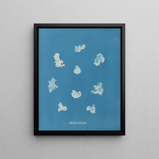 Anna Atkins - Nostoe commune.webp