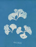 Padina Pavonia - Anna Atkins — vista de la obra