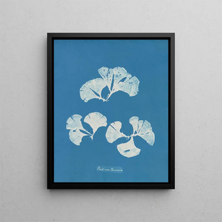 Anna Atkins - Padina Pavonia.webp