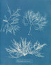 Plocamium cramoisi - Anna Atkins — artwork view