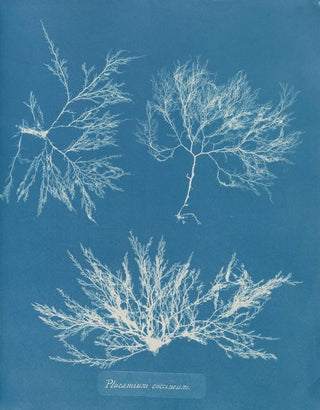 Anna Atkins - Plocamium coccineum.webp