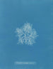 Plocamium cramoisi dans les fruits - Anna Atkins — vista de la obra