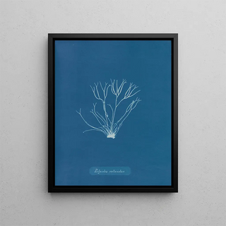 Anna Atkins - Polyides rotundus.webp
