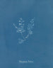 Polysiphonia Brodiaei Parte X - Anna Atkins | Cuadro — vista de la obra