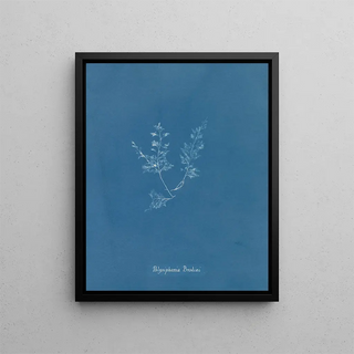 Anna Atkins - Polysiphonia Brodiaei Part X.webp