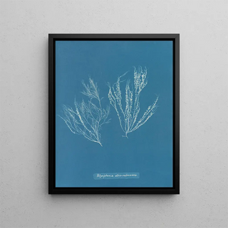 Anna Atkins - Polysiphonia atrorubescens.webp
