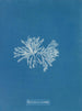 Polysiphonia cristata - Anna Atkins — vista de la obra