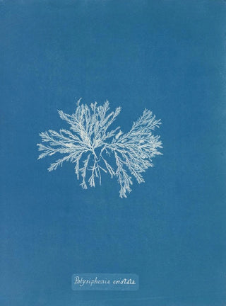 Anna Atkins - Polysiphonia cristata.webp