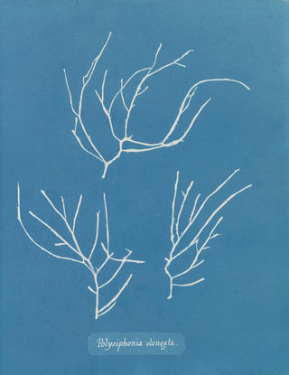 Anna Atkins - Polysiphonia elongata.webp
