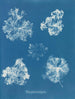 Polysiphonia fastigiata - Anna Atkins — artwork view
