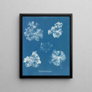 Anna Atkins - Polysiphonia fastigiata.webp