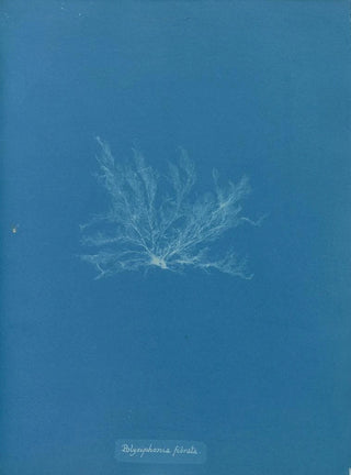 Anna Atkins - Polysiphonia fibrata.webp