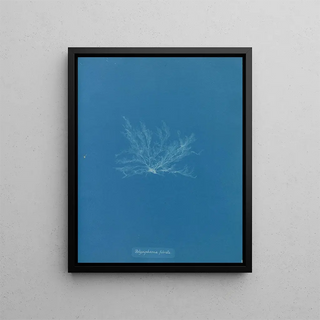 Anna Atkins - Polysiphonia fibrata.webp