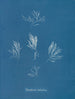 Polysiphonia fructiculosa - Anna Atkins — artwork view