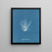 Polysiphonia nigrescens - Anna Atkins — framed artwork on a wall