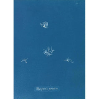 Anna Atkins - Polysiphonia parasitica.webp