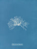 Polysiphonia thuyoides - Anna Atkins — artwork view