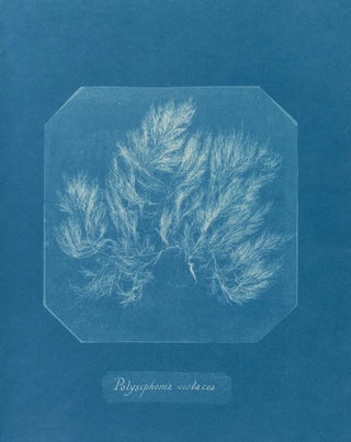 Anna Atkins - Polysiphonia violacea.webp