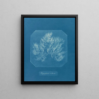 Anna Atkins - Polysiphonia violacea.webp