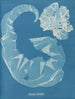 Porphyra laciniata - Anna Atkins — vista de la obra