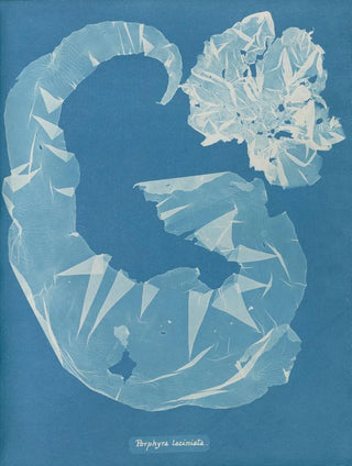 Anna Atkins - Porphyra laciniata.webp