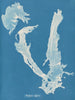 Porphyra vulgaris - Anna Atkins — vista de la obra