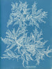 Ptilota plumosa - Anna Atkins — vista de la obra