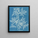 Ptilota plumosa - Anna Atkins — cuadro enmarcado en la pared