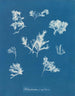 Ptilota plumosa - Anna Atkins — vista de la obra