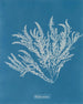 Ptilota sericea - Anna Atkins — vista de la obra