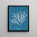 Ptilota sericea - Anna Atkins — cuadro enmarcado en la pared
