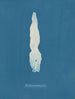 Punctaria plantaginea - Anna Atkins — vista de la obra