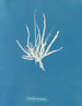 Fine dotted painting - Anna Atkins — artwork view