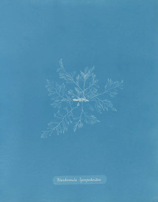 Anna Atkins - Rhodomela lycopodoides.webp