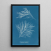 Rhodomela subfusca - Anna Atkins — cuadro enmarcado en la pared
