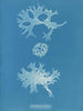 Rhodoménie bifida - Anna Atkins — artwork view