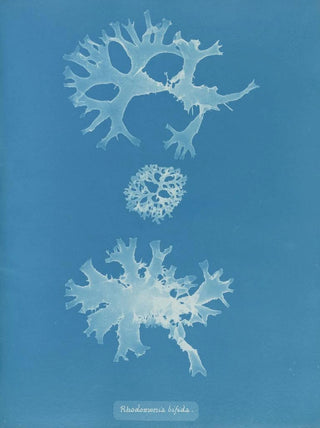 Anna Atkins - Rhodomenia bifida.webp