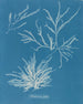 Rhodoménie jubata - Anna Atkins — vista de la obra