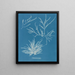 Rhodoménie jubata - Anna Atkins — cuadro enmarcado en la pared