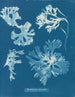 Rhodoménie laciniata - Anna Atkins — vista de la obra