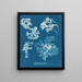 Rhodoménie laciniata - Anna Atkins — cuadro enmarcado en la pared
