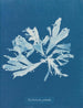 Rhodoménie palmée - Anna Atkins — vista de la obra
