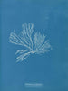 Rhodomenia palmata - Anna Atkins — vista de la obra