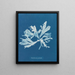 Rhodoménie palmée - Anna Atkins — cuadro enmarcado en la pared