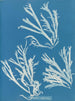 Rhodoménie polycarpe - Anna Atkins — vista de la obra