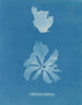 Rhodoménie réniforme - Anna Atkins — vista de la obra