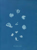 Ruisseaux brillants - Anna Atkins — vista de la obra