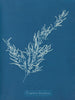 Sargassum bacciferum - Anna Atkins — vista de la obra