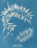 Sargasses plumeuses - Anna Atkins — vista de la obra
