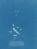 Sphacelaria velutina 1 Clusters, some of which are entirely detached 2 Clusters growing on Fucus serratus - Anna Atkins — artwork view